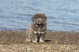 DOGUE DU TIBET 067
